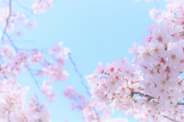 春にほころぶ美しい桜の花