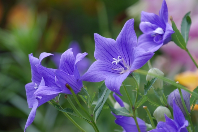 青紫の桔梗の花