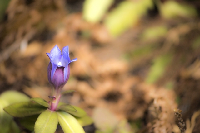 語源 由来から見る 植物 草花の難読漢字 一覧 難しい漢字の成り立ちを知ろう りんとちゃーの花しらべ