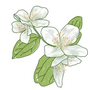 ウツギの花のイラスト