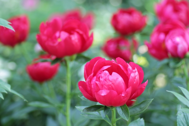 赤い芍薬（しゃくやく）の花