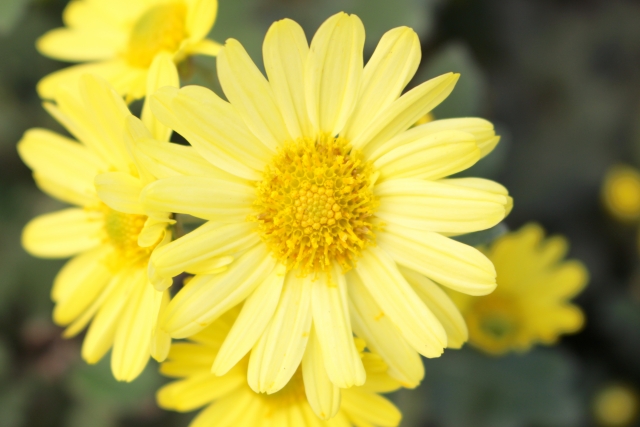 淡い黄色が美しい菊（きく）の花