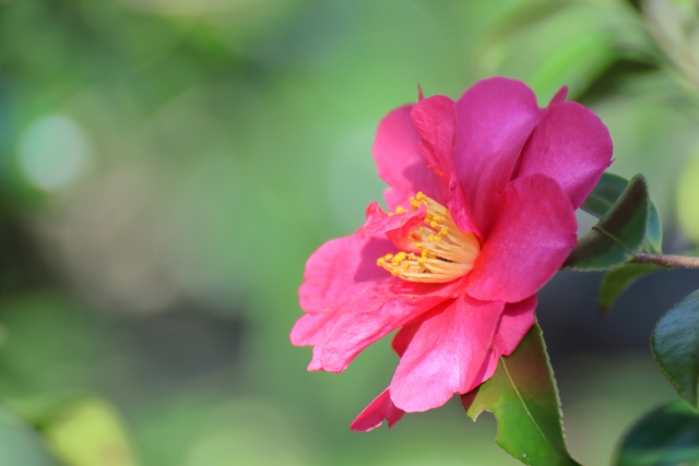 山茶花（サザンカ）の花