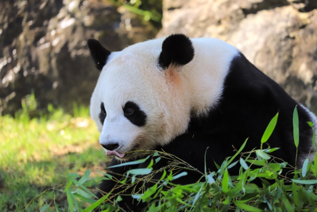 動物園の人気者「パンダ（大熊猫）」