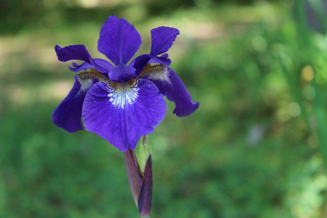 旧暦：皐月（さつき）／紫に染まる菖蒲の花