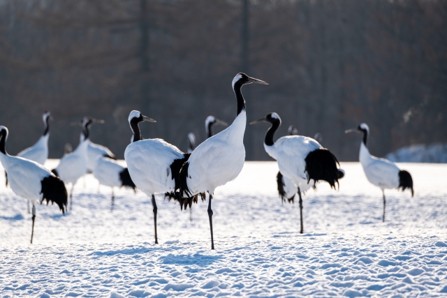 雪原に佇む鶴の群れ