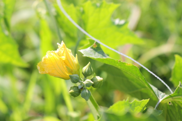 ヘチマ（糸瓜）の黄色い花