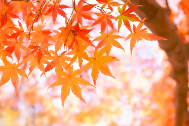 秋の紅葉のイメージ