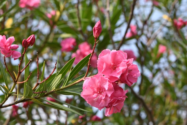 ピンクの花を咲かした夾竹桃
