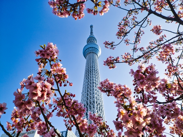 桜に映える東京スカイツリー