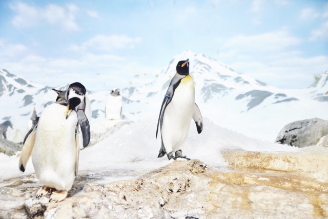 南極で暮らすペンギン