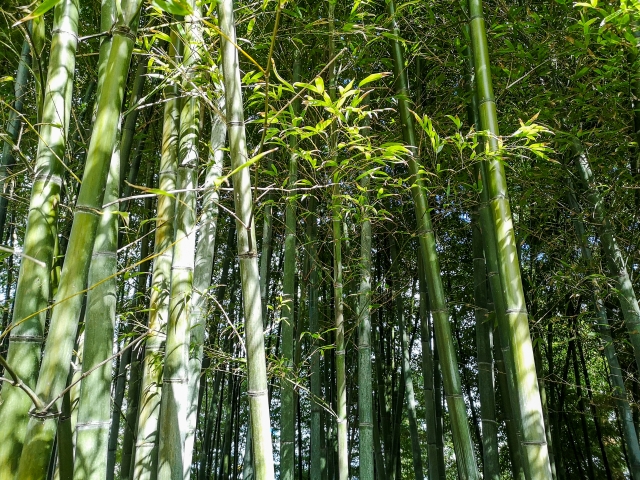 鬱蒼と茂った竹林