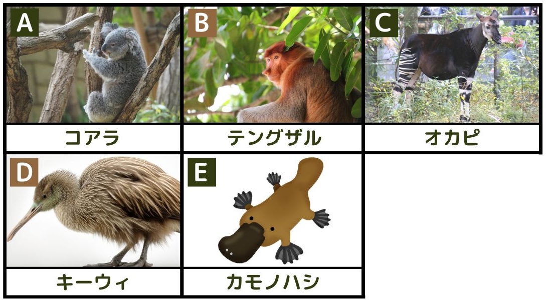 【日本の動物園で見ることができる動物】 A：コアラ、B：テングザル、C：オカピ、D：キーウィ、E：カモノハシ 