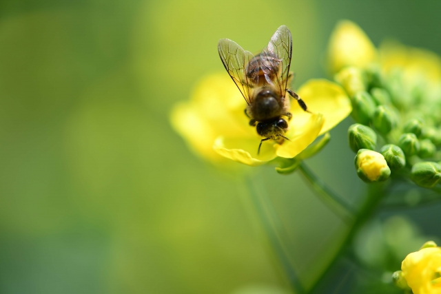 花に止まったミツバチ